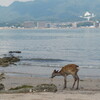 なつい　宮島…^_^;