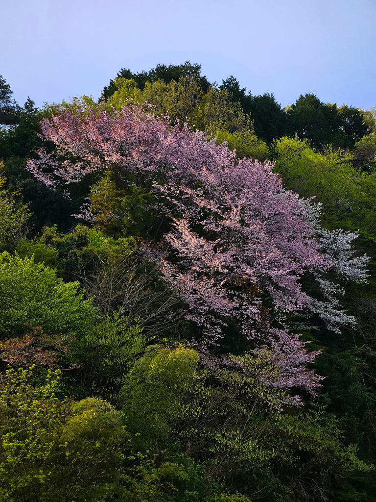 山でみつけた薄日さす桜色
