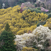 今朝の峠