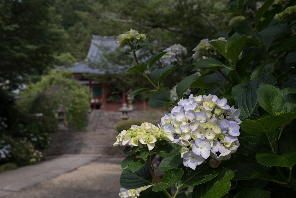 あじさい寺の趣…