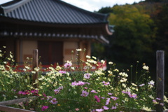 秋はふかまり…