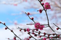 春待つ 紅梅…