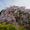 　九品寺　－枝垂れー