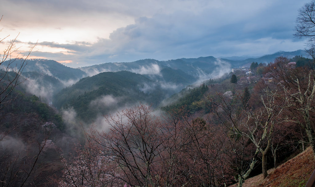吉野山　咲き始め…
