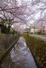 趣の桜小路