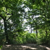 深緑散歩