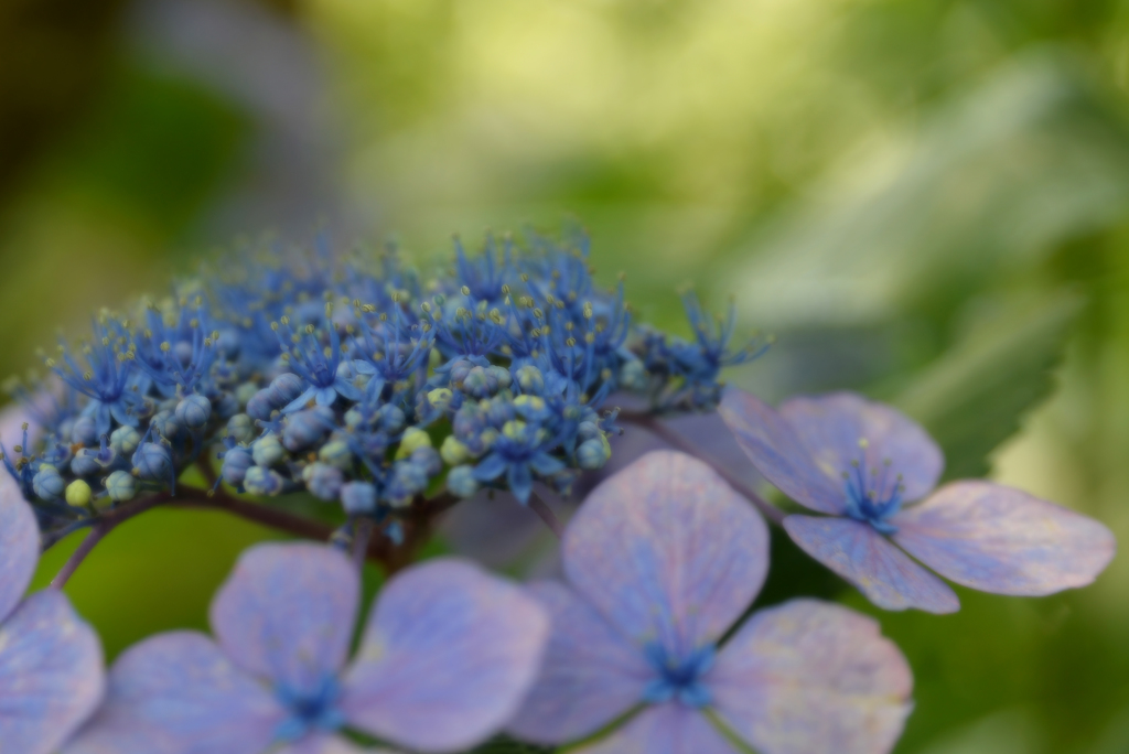 紫陽花ブルー
