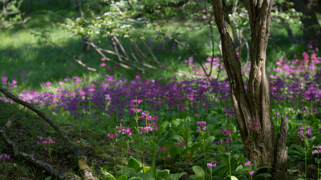 　癒しの森