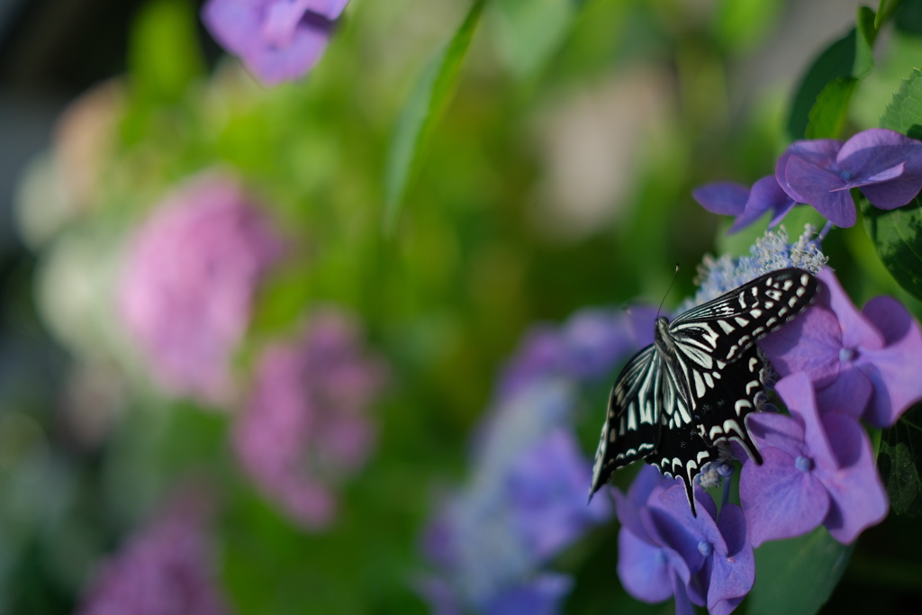 紫陽花と蝶