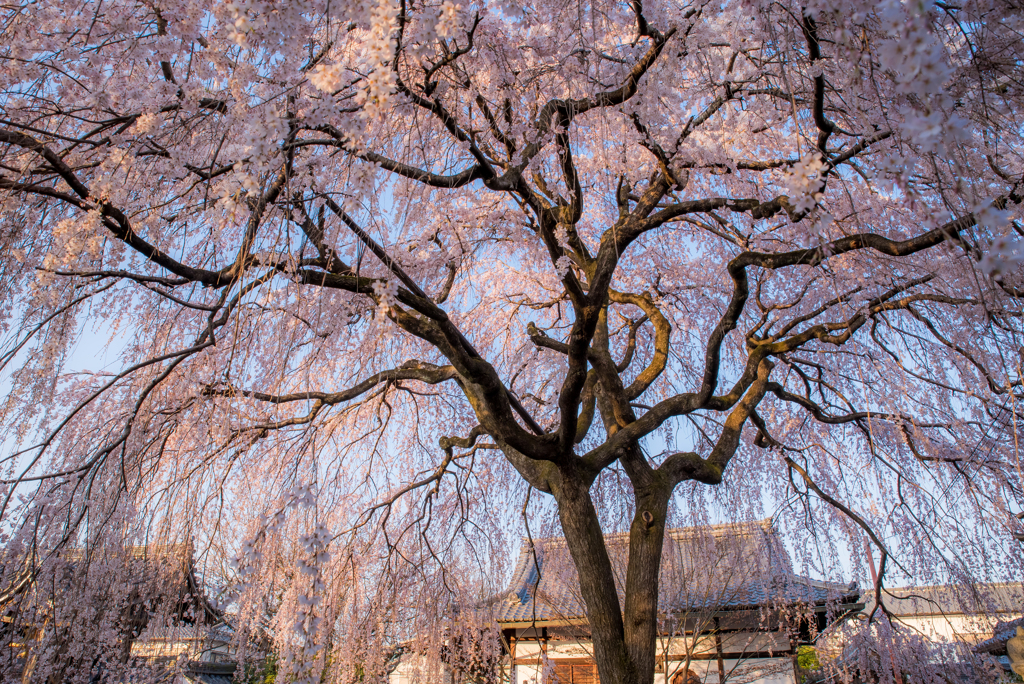 　桜雨・・・