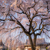 　桜雨・・・