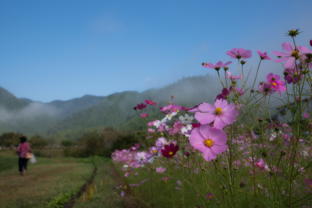 　畦の花
