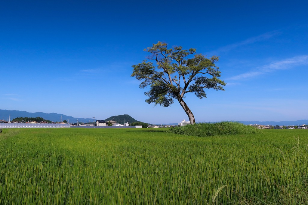 Blue and Green