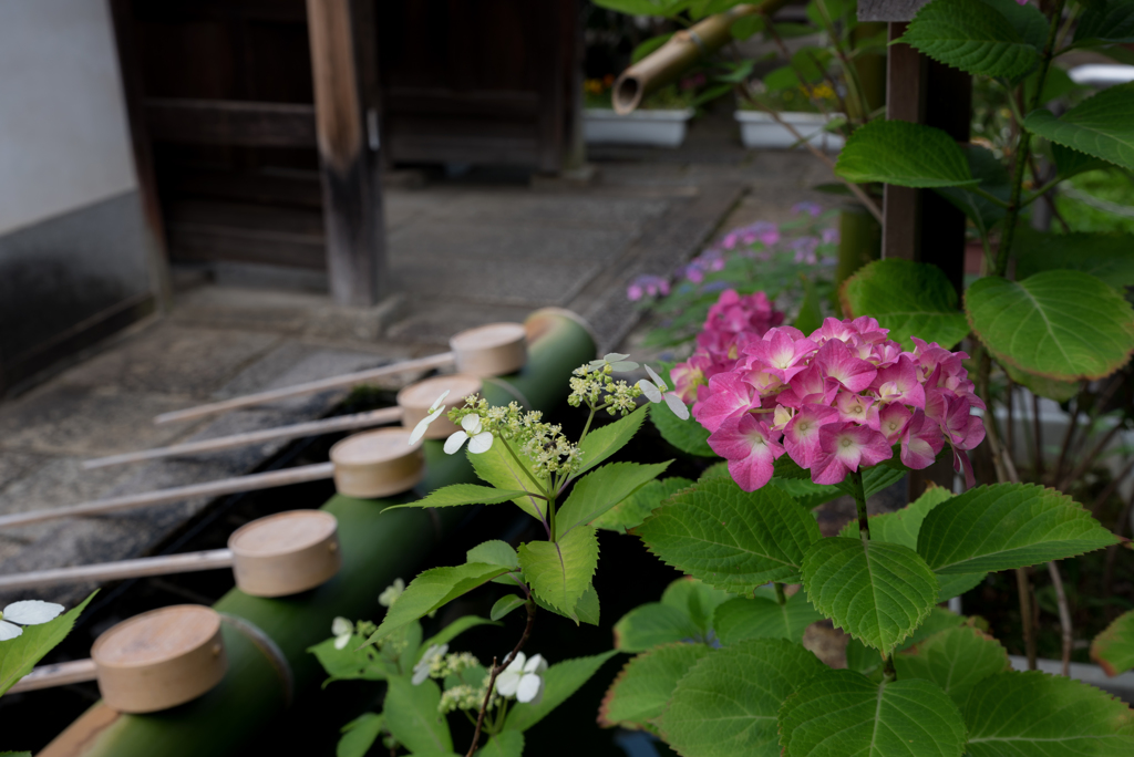 花手水