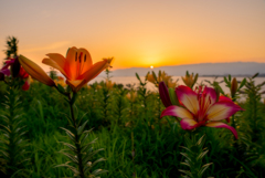 Sunset Flowers