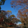 　晩秋　－散歩道ー
