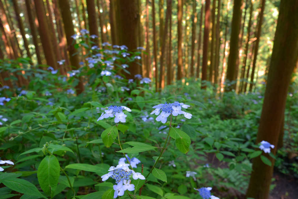 山紫陽花