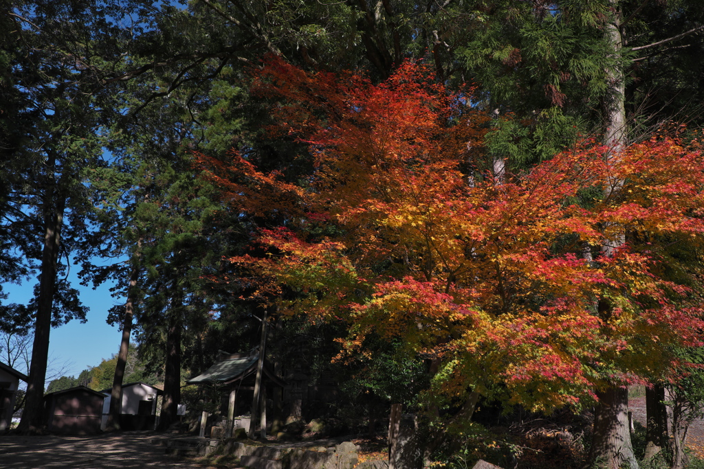 高山の秋色