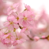 河津桜 見頃 ・・・