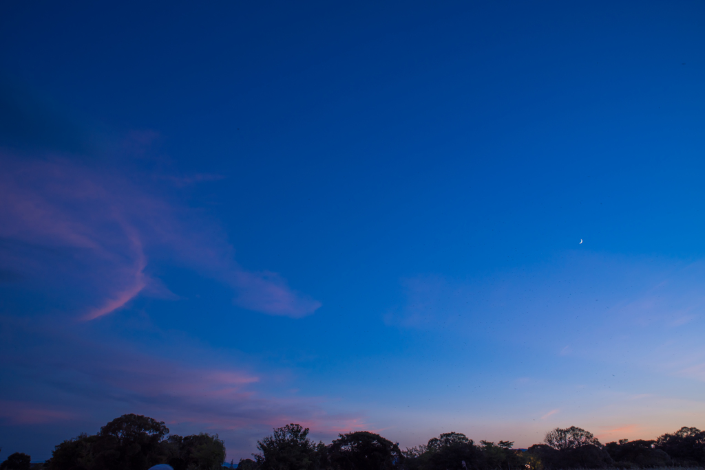 　ねぐら入りと夕景…