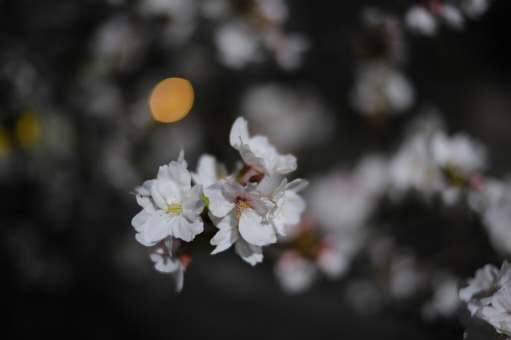 花あかり
