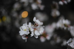 花あかり