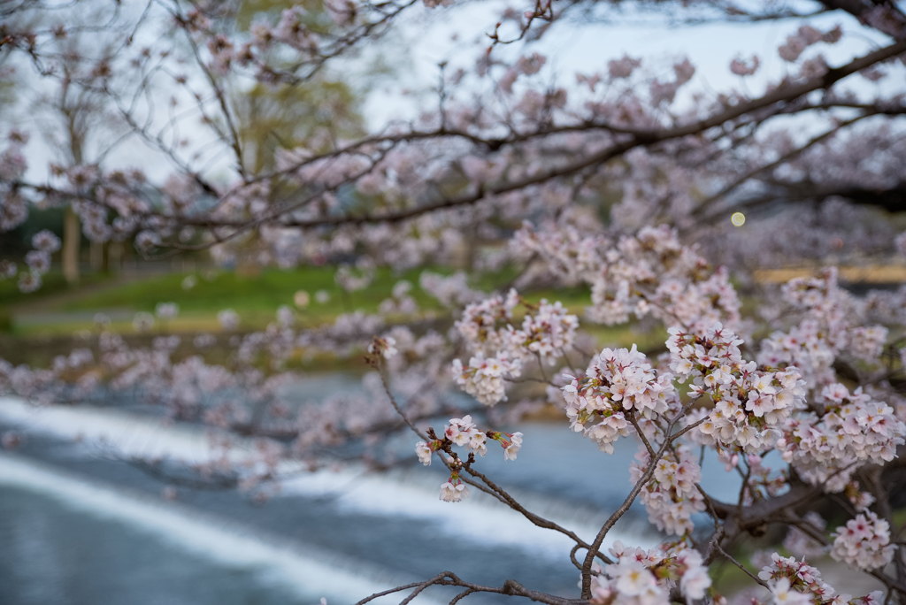 川岸桜…