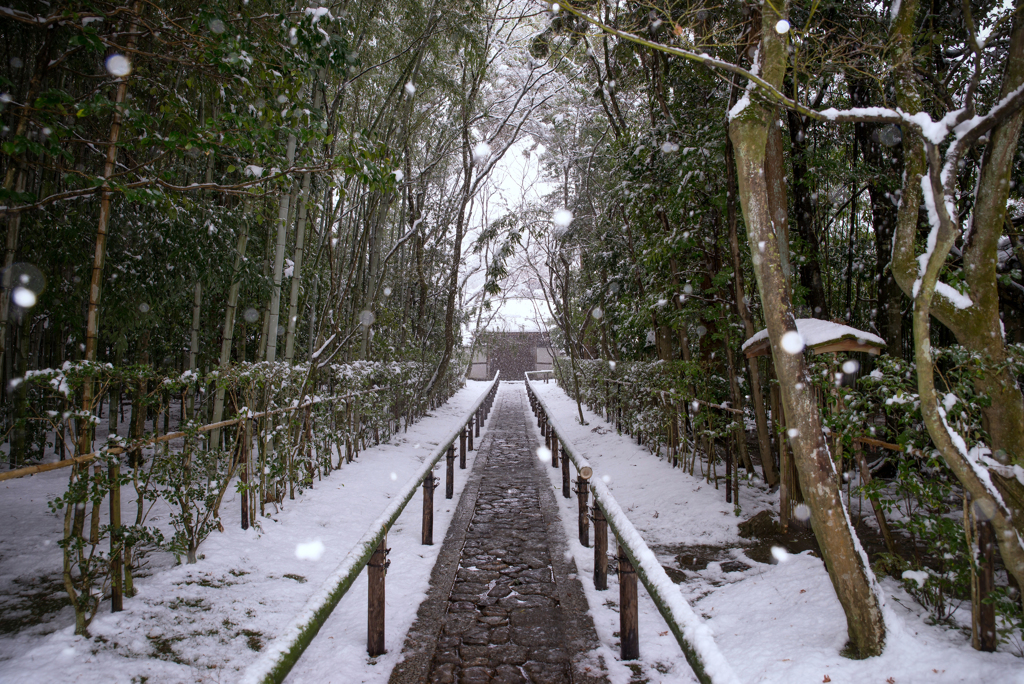 　淡雪舞う　径