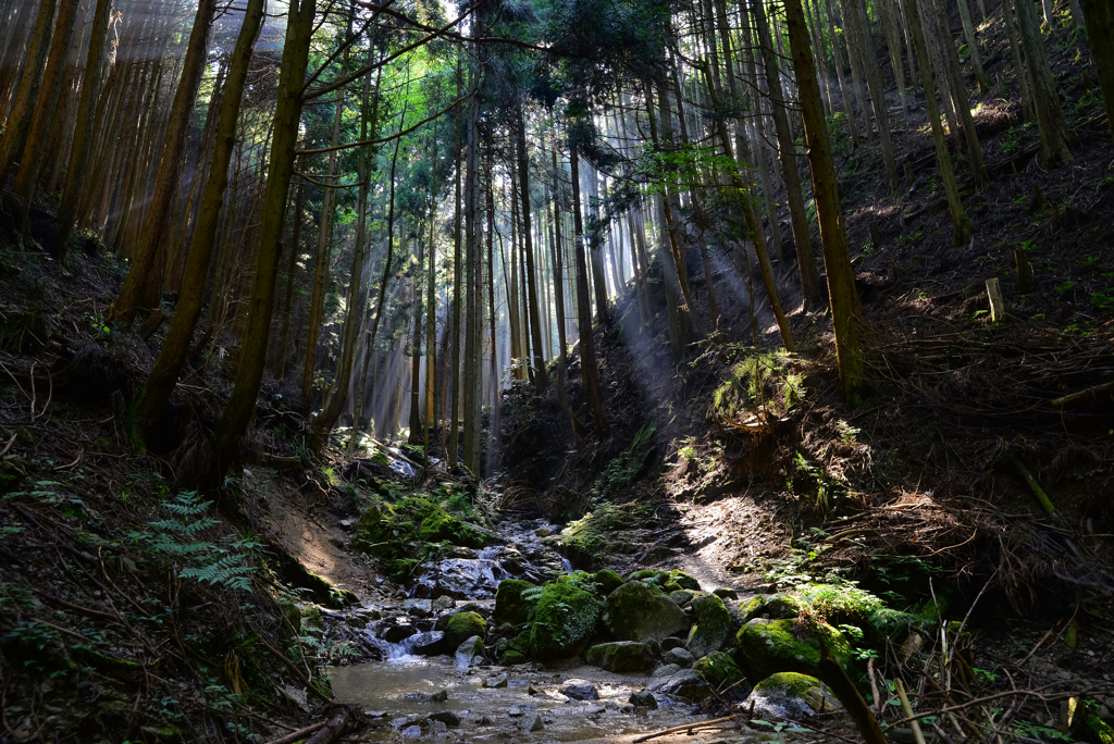 森の朝