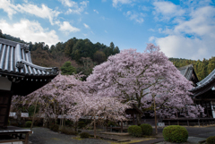 懐い　の桜