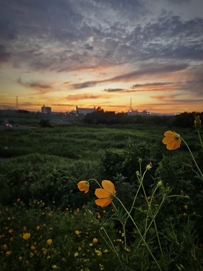 秋は夕ぐれ…