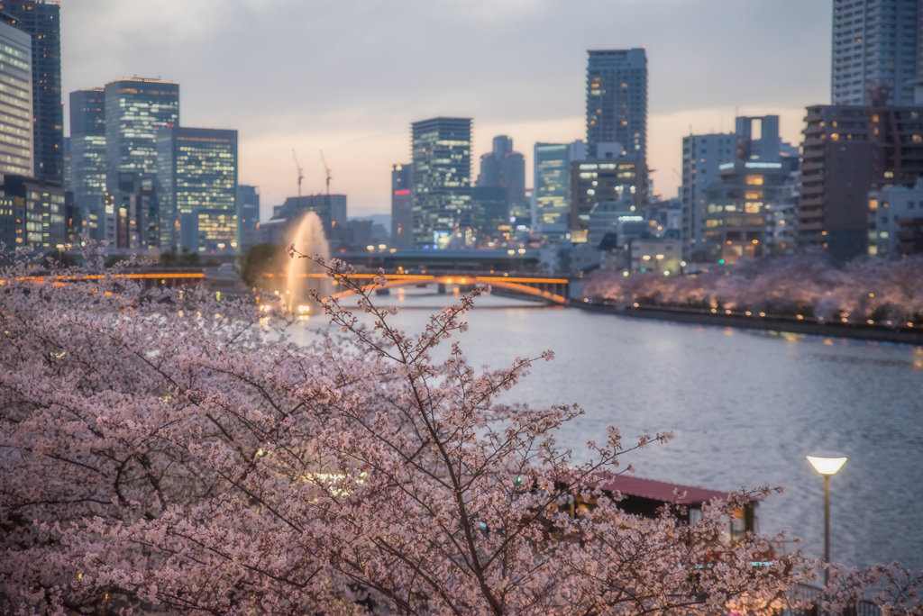 天満橋 夕桜