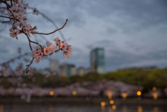 優しく染まる夕桜