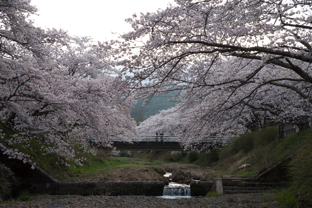 観桜散歩