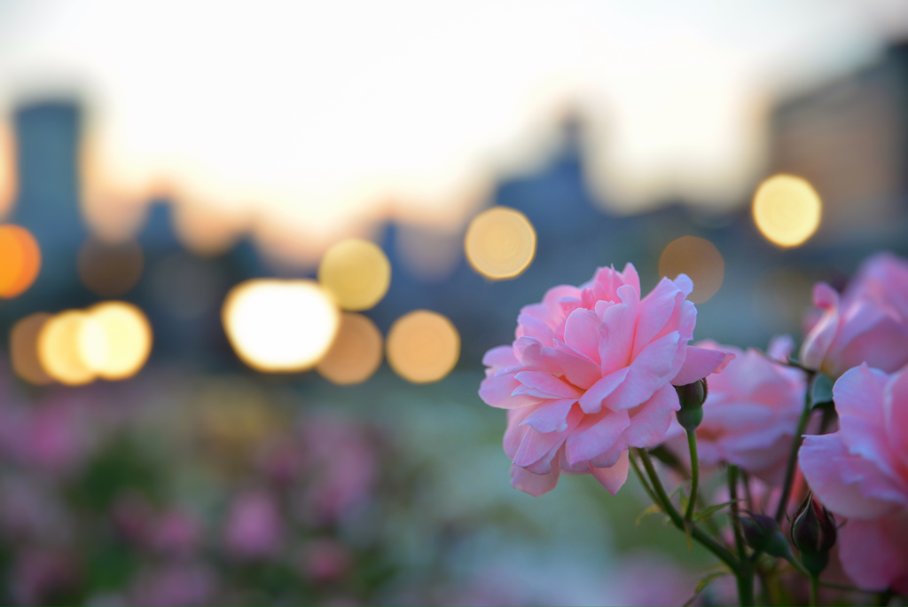 街に　咲く花