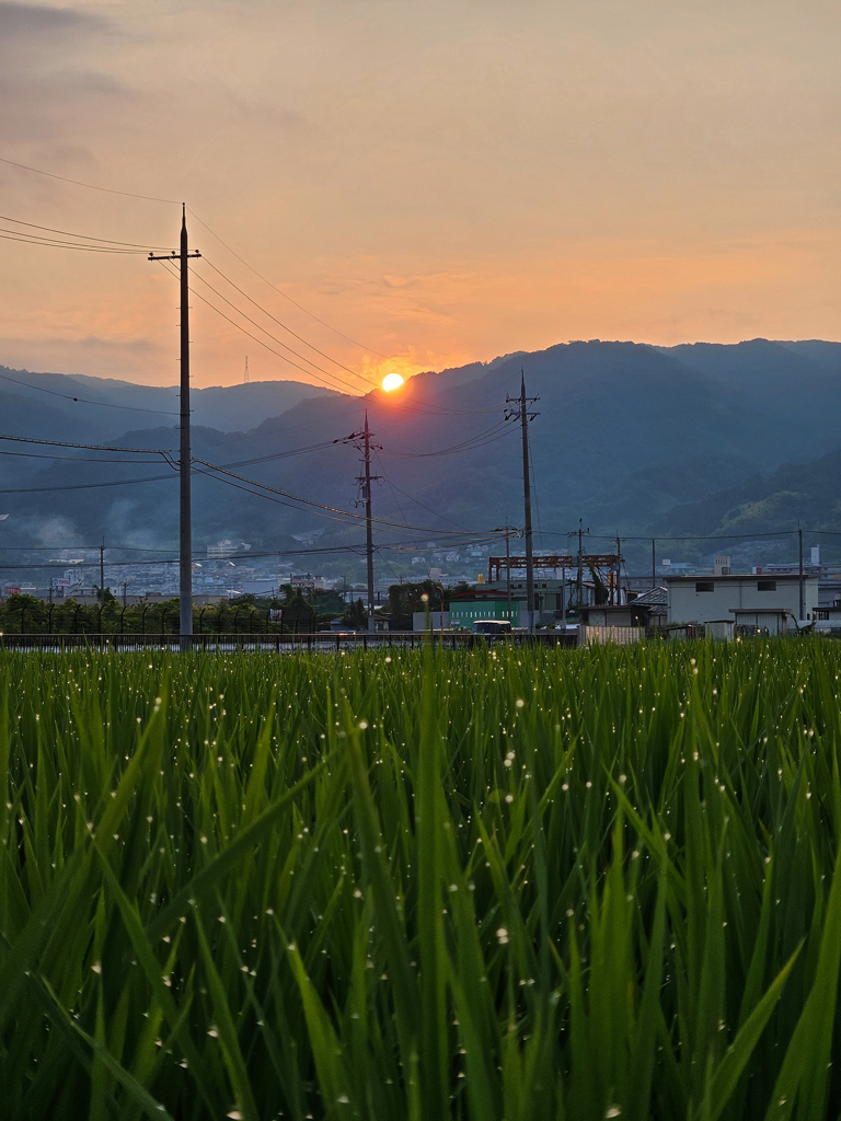 夏の明け 朝露と…