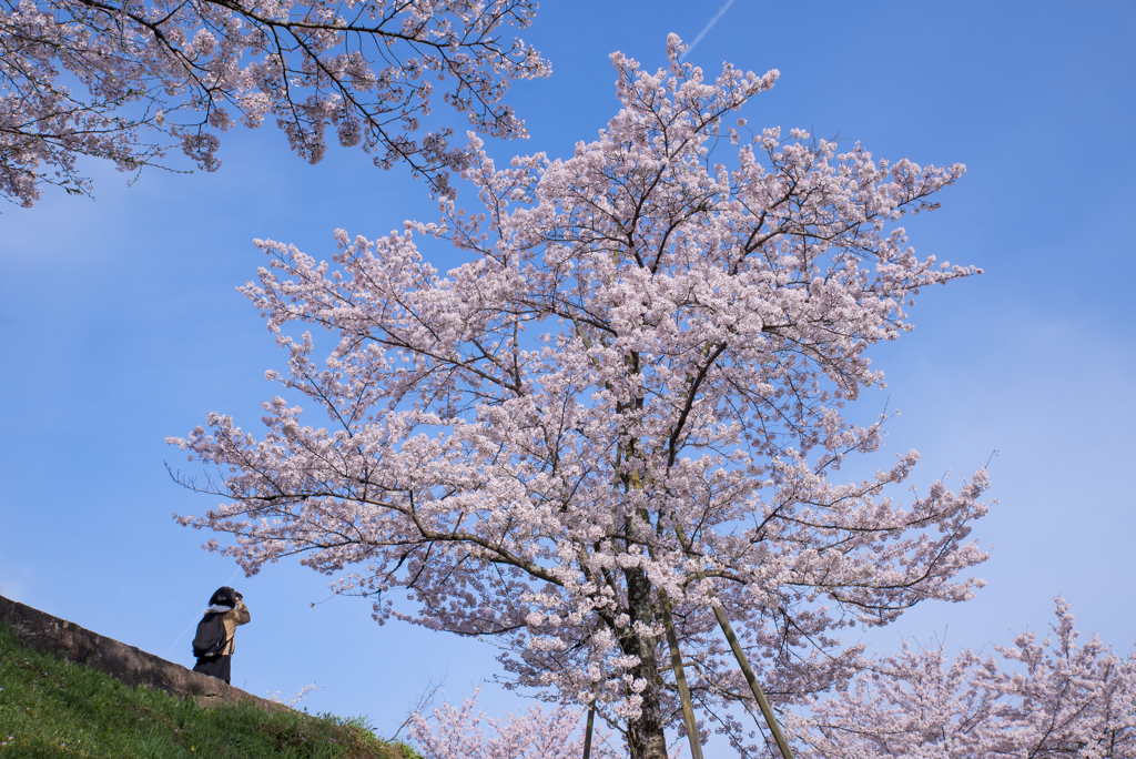  桜　撮る…