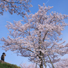  桜　撮る…