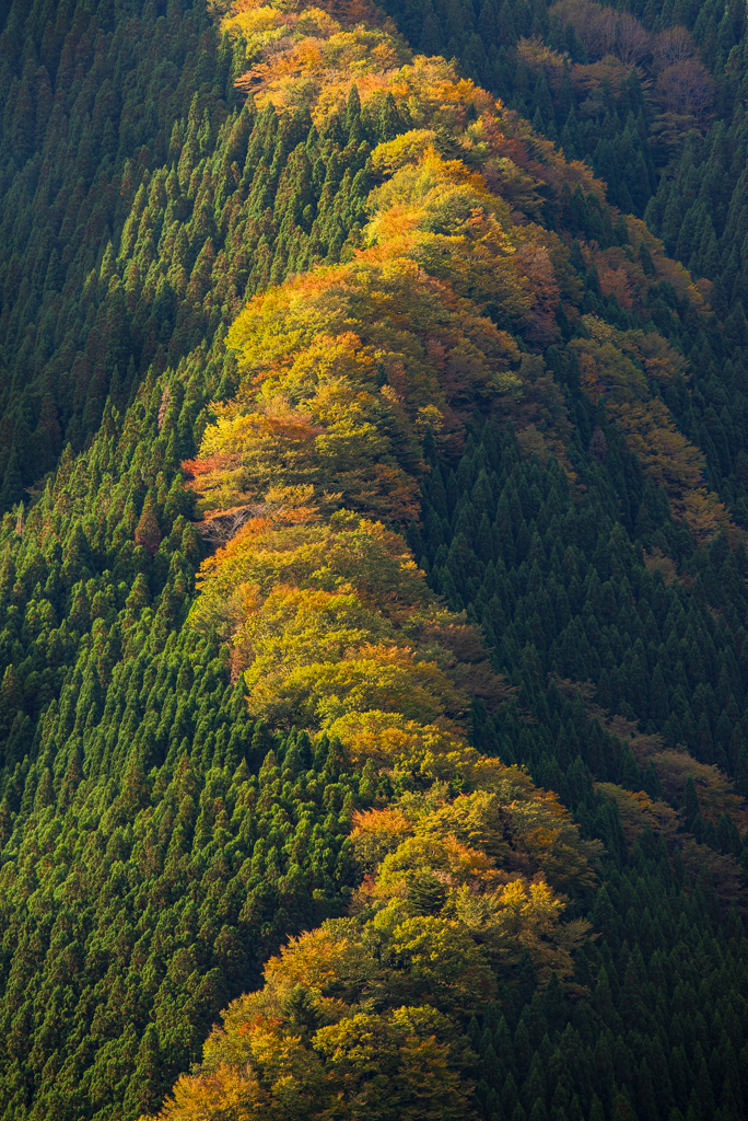 　谷の情景　ー雅ー