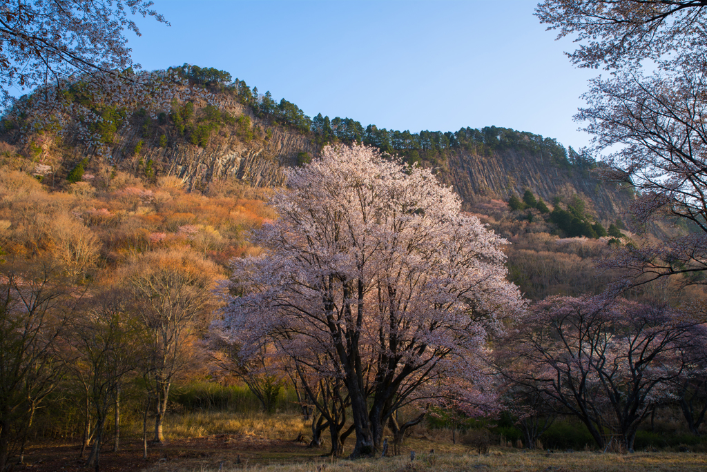 　山桜彩々…