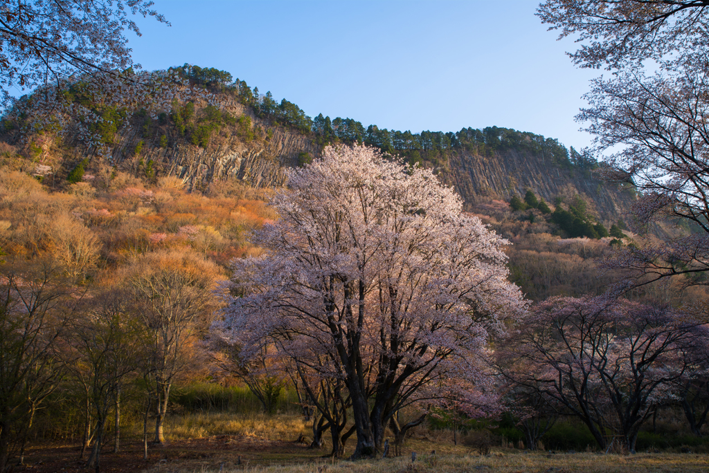 　山桜彩々…