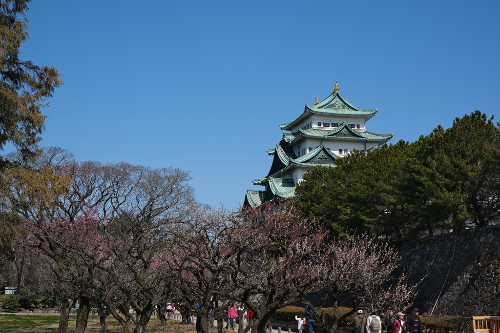 春陽の候 観梅