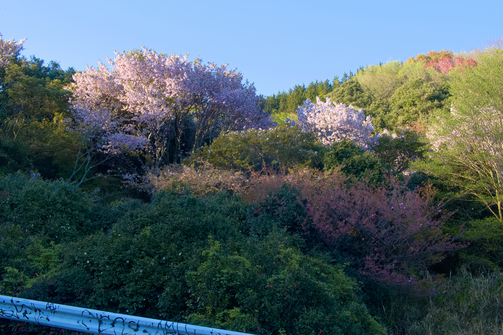 今朝の峠 見頃やや過ぎ…