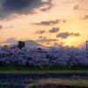 洛中の夜明け