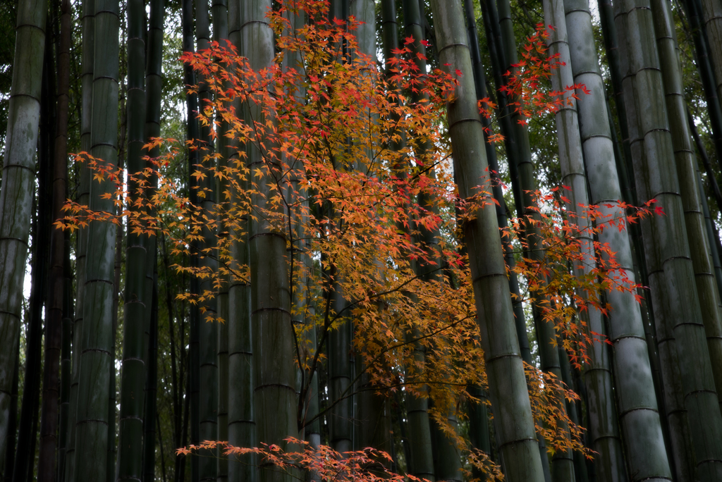 竹と紅葉