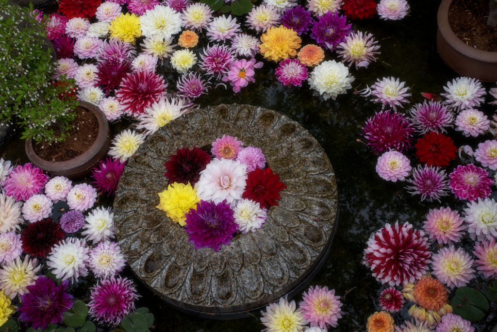 龍蓋寺　華の池