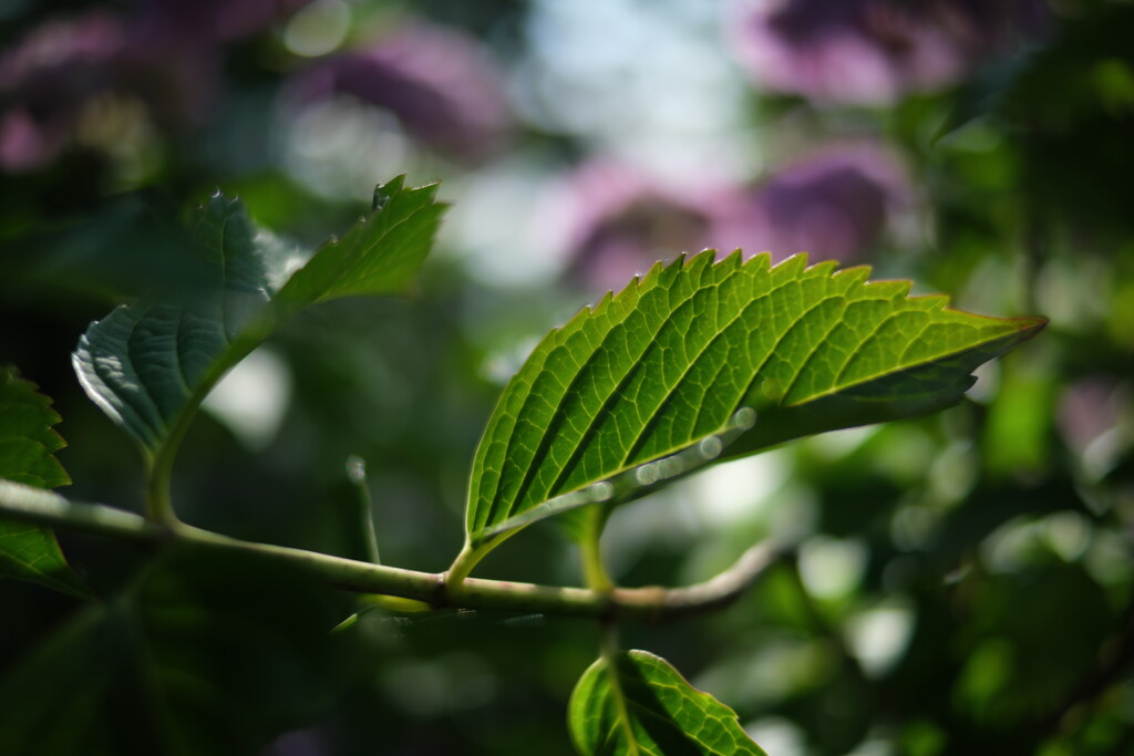 Leaf Vein