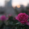 Evening Rose