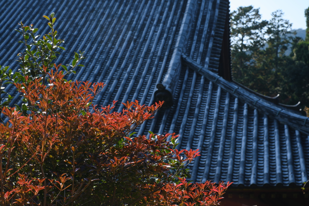 満天星紅葉の趣