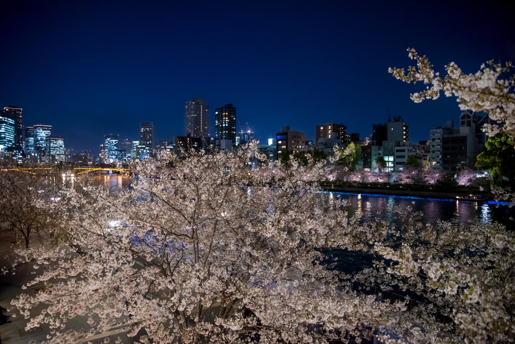 街灯かり桜色